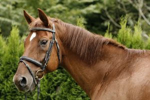 portrait of a horse portrait of a horse