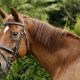 portrait of a horse