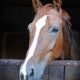 horse closeup