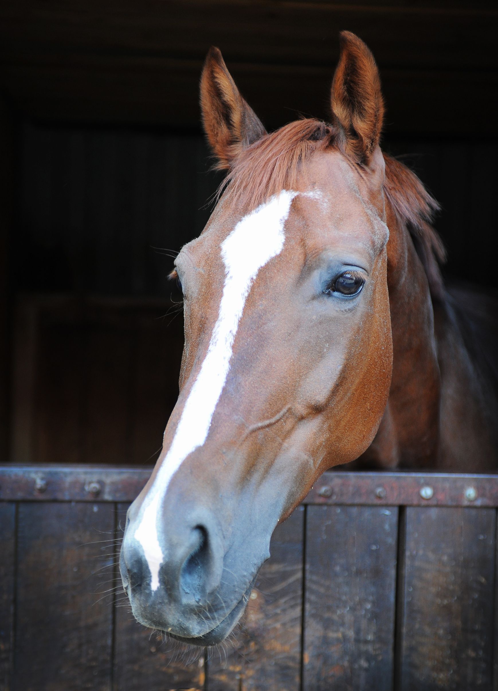 horse closeup horse closeup