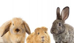 Rabbits and guinea pig