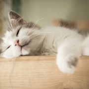 closeup portrait of sweet sleep white cat