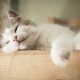 closeup portrait of sweet sleep white cat
