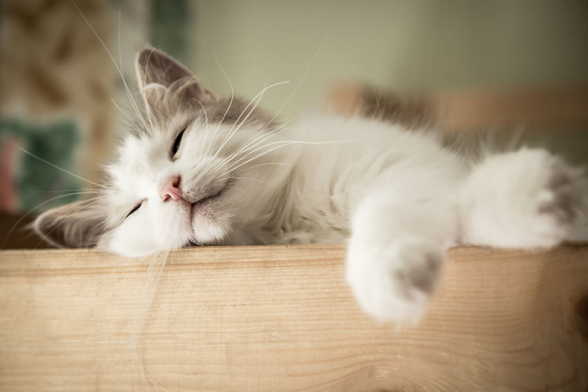 closeup portrait of sweet sleep white cat closeup portrait of sweet sleep white cat