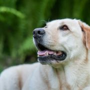 portrait of a golden retriver on a blurry green background