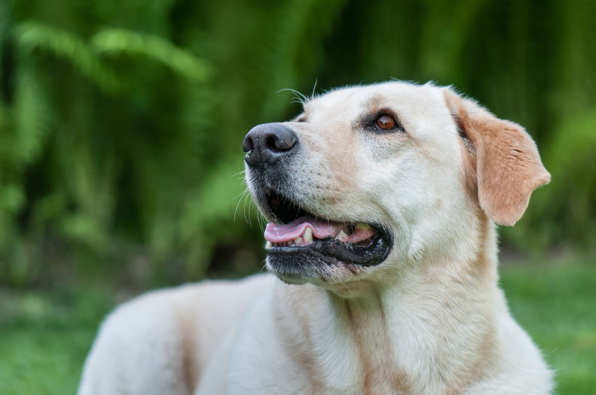 portrait of a golden retriver on a blurry green background portrait of a golden retriver on a blurry green background