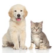 Cat and dog together