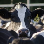 Dairy industry - Cow milking facility