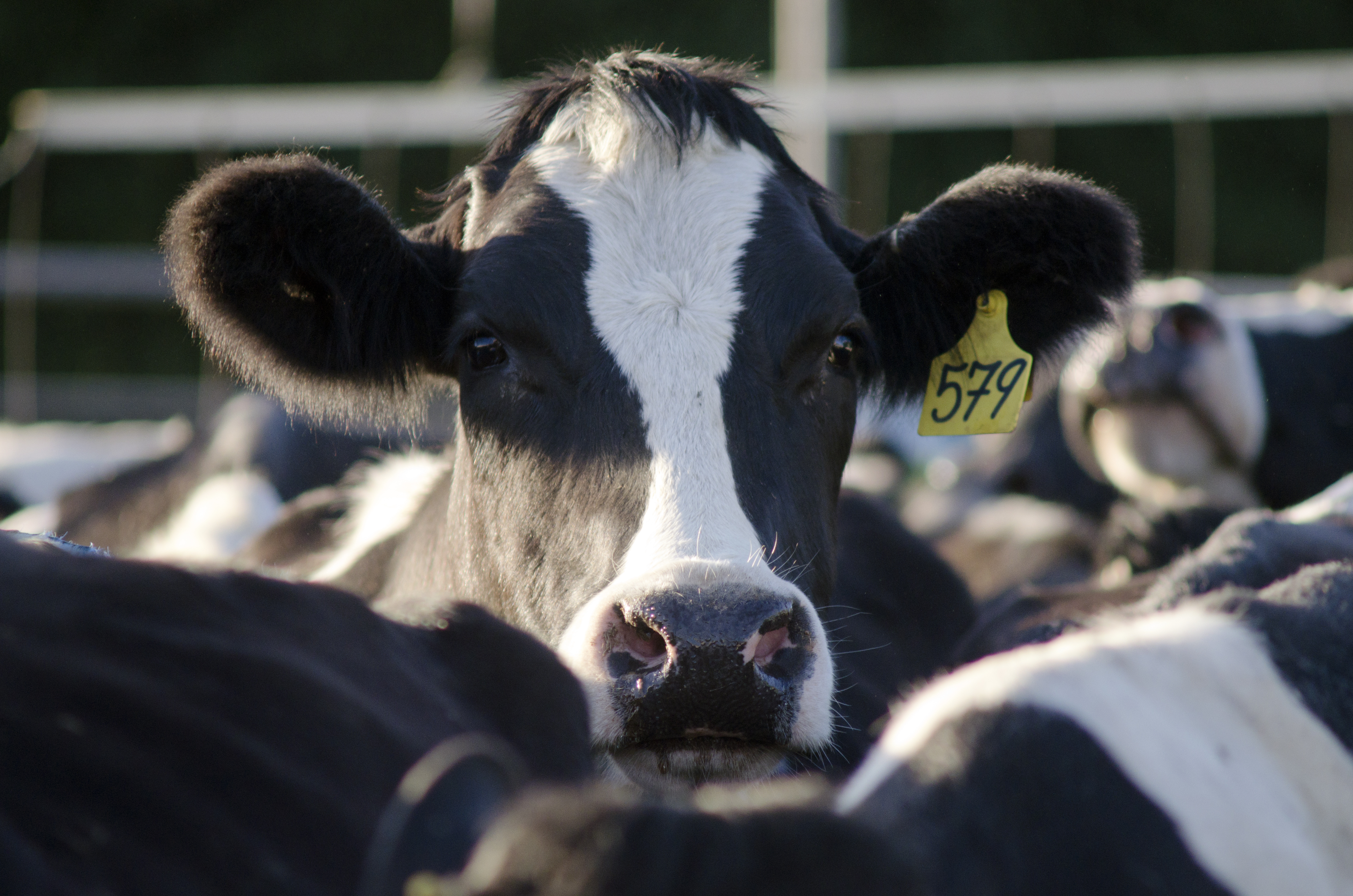 Dairy industry - Cow milking facility Dairy industry - Cow milking facility