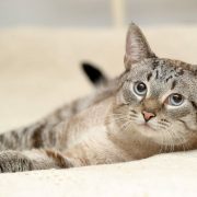 cat with blue eyes