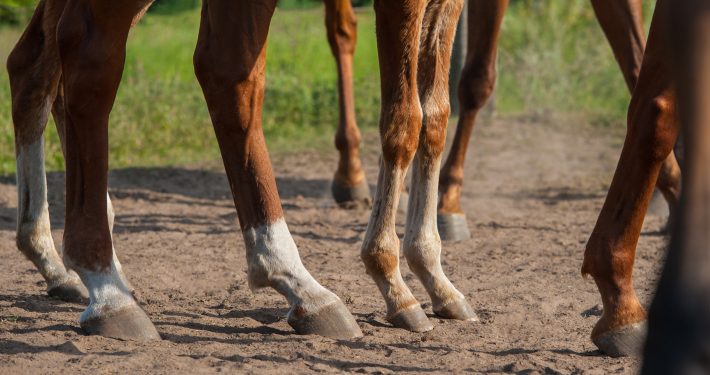 horses' feet