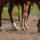 horses' feet