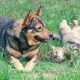 dog and cat