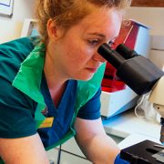 Vet nurse examining sample using a microscope