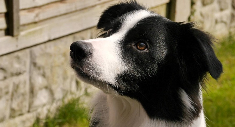 Luke's dog 2