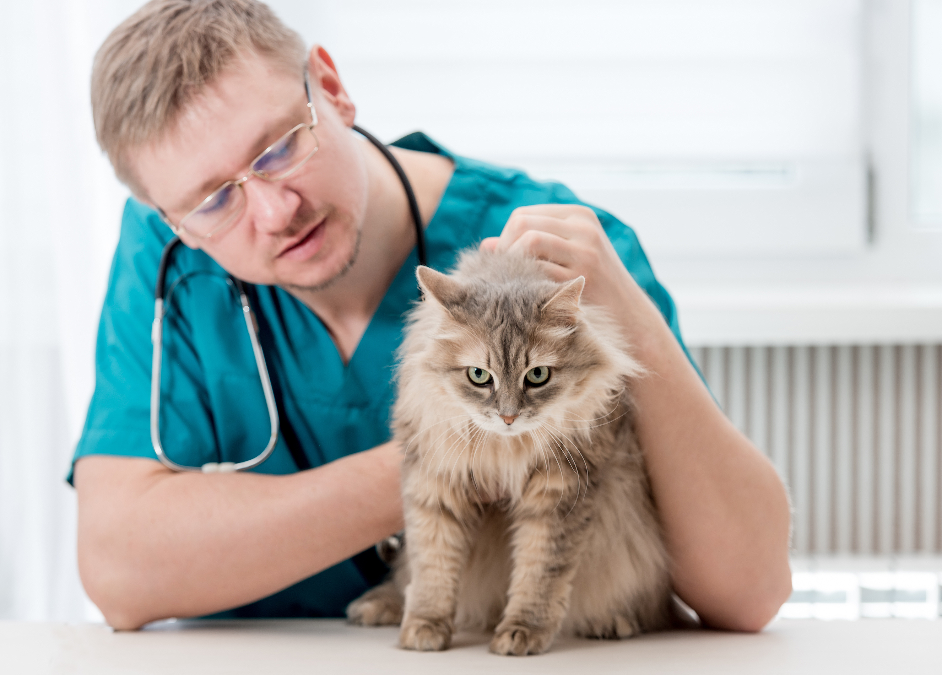 Veterinarian making regular check up of a cat at veterinary office