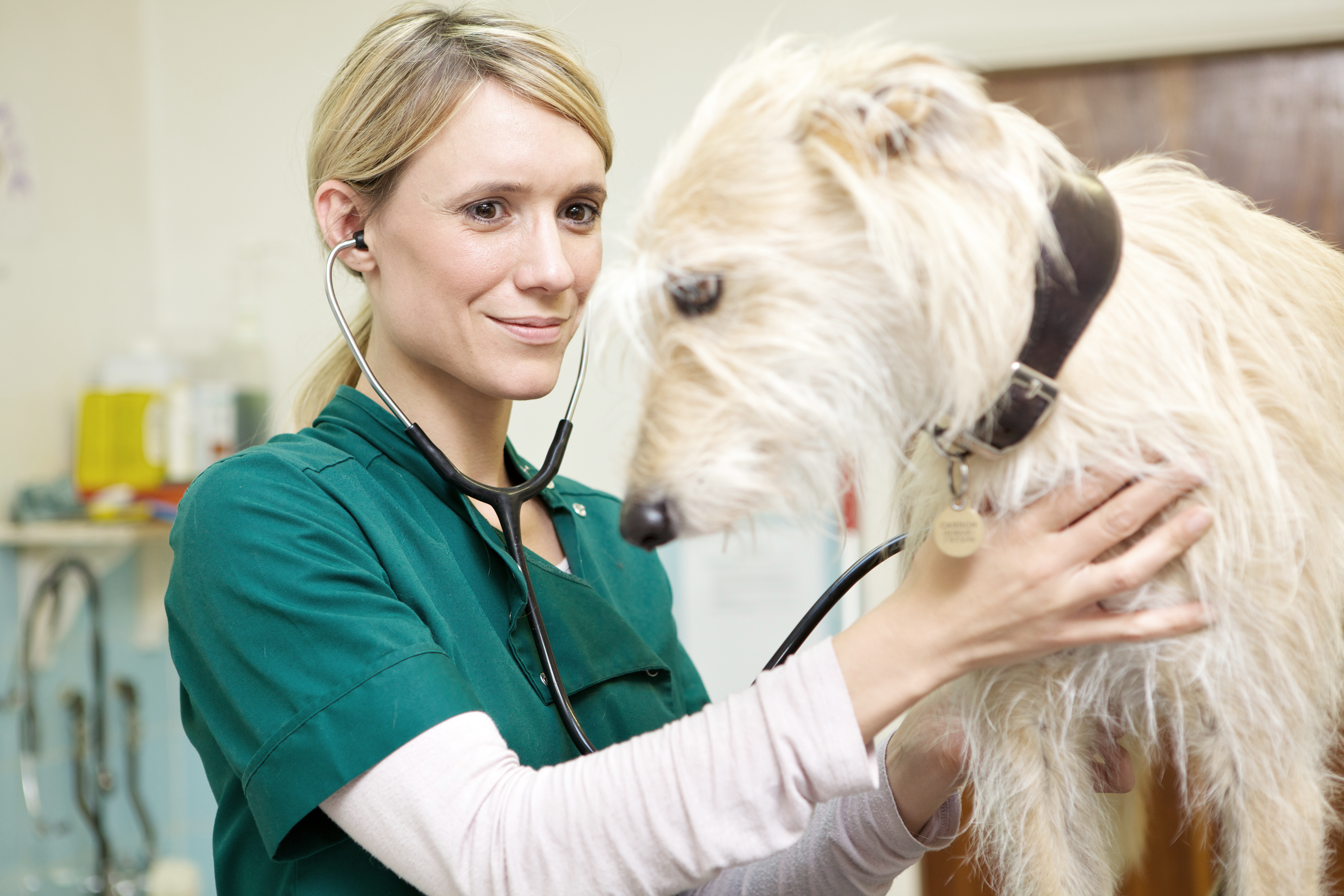 dog and vet