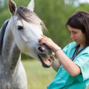 vet performing a scan to a horse