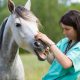 vet performing a scan to a horse