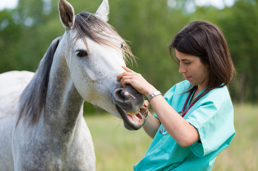 vet performing a scan to a horse vet performing a scan to a horse