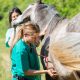 vet performing a scan to a horse