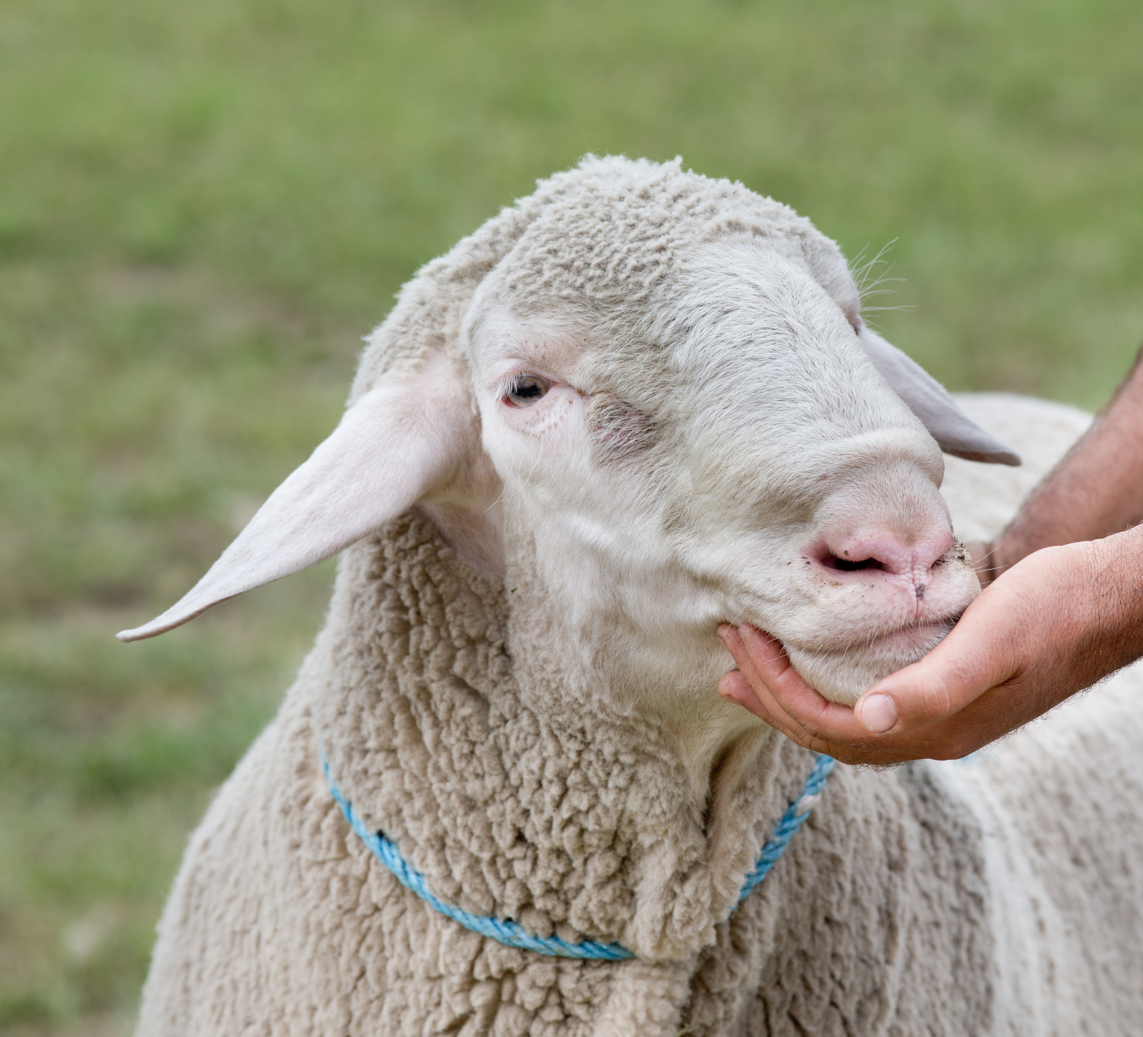 Sheep exhibition