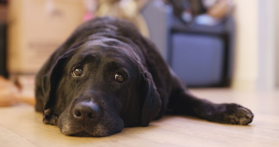black labrador retriever at home