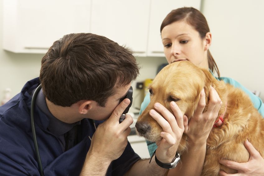 vet examining dog in surgery