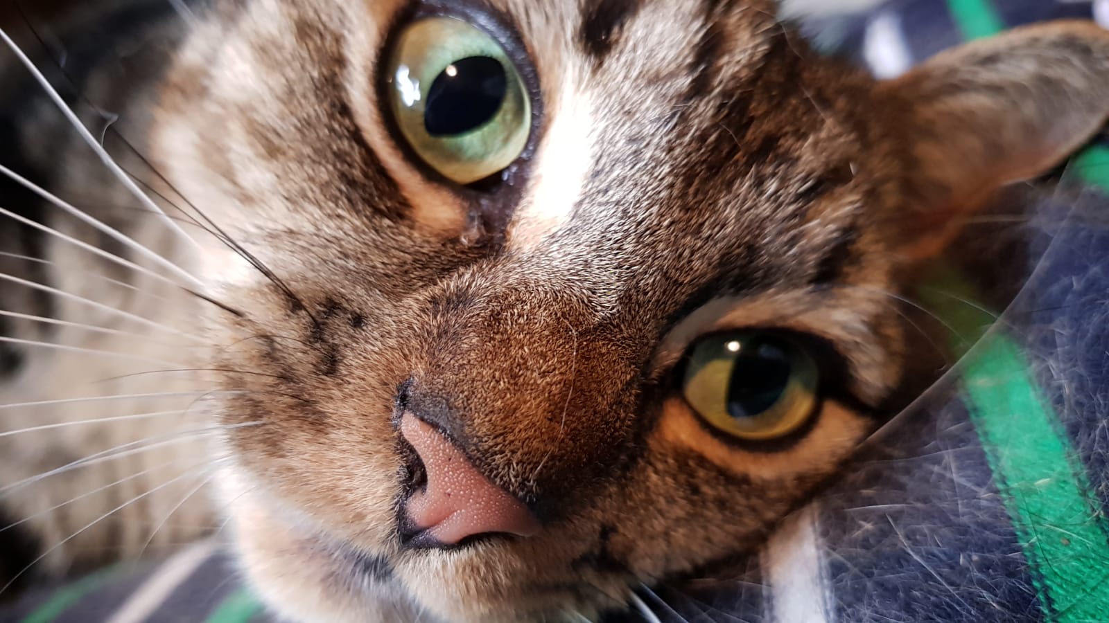 Cat Myrtle