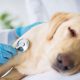 vet examination of a sick dog