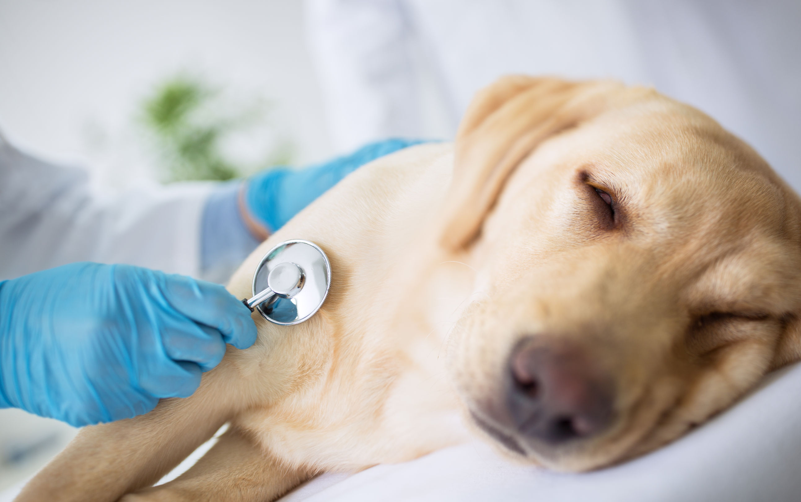 vet examination of a sick dog vet examination of a sick dog