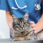 Veterinary caring of a cat