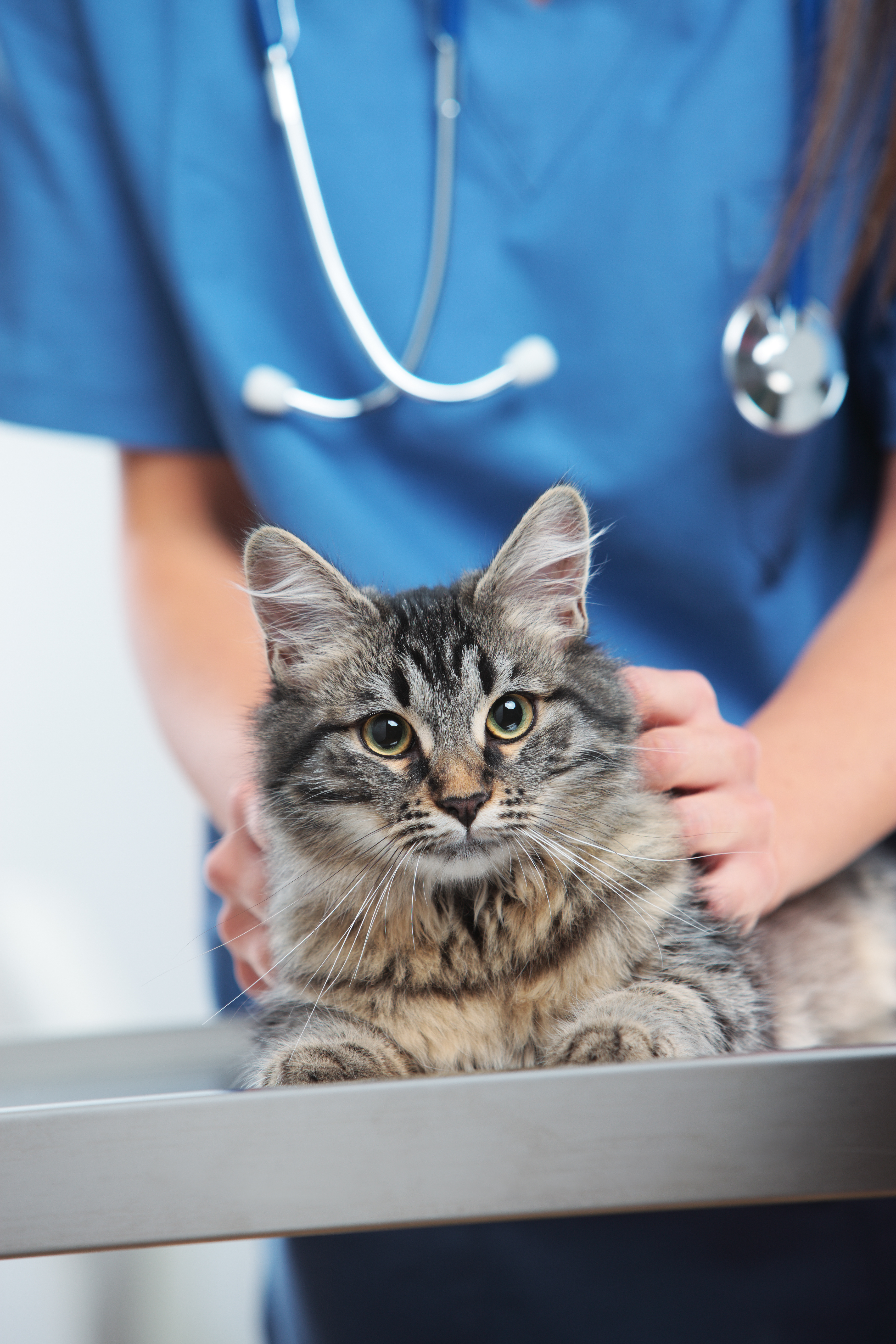 Veterinary caring of a cat