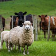 Sheep in a field