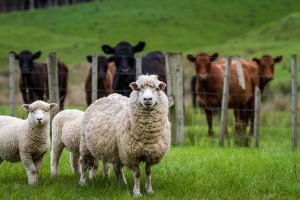 Sheep in a field Sheep in a field