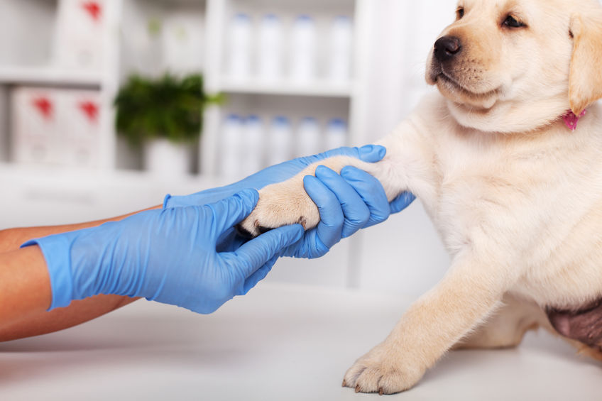 Reluctant labrador puppy dog being examined at the veterinary do