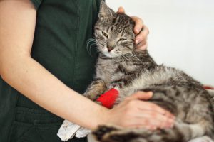 cat veterinary clinic the disease is a veterinarian examines a cat at the animal hospital