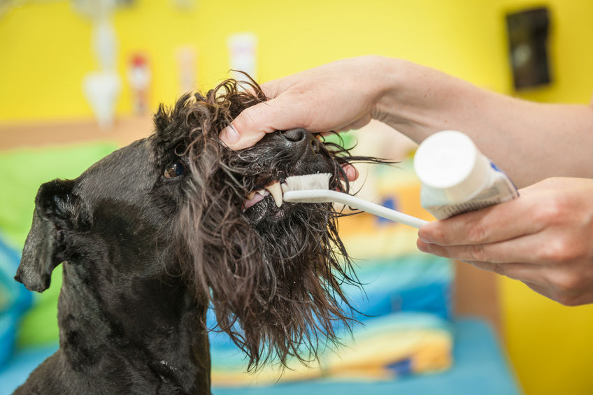 dog teeth brushing