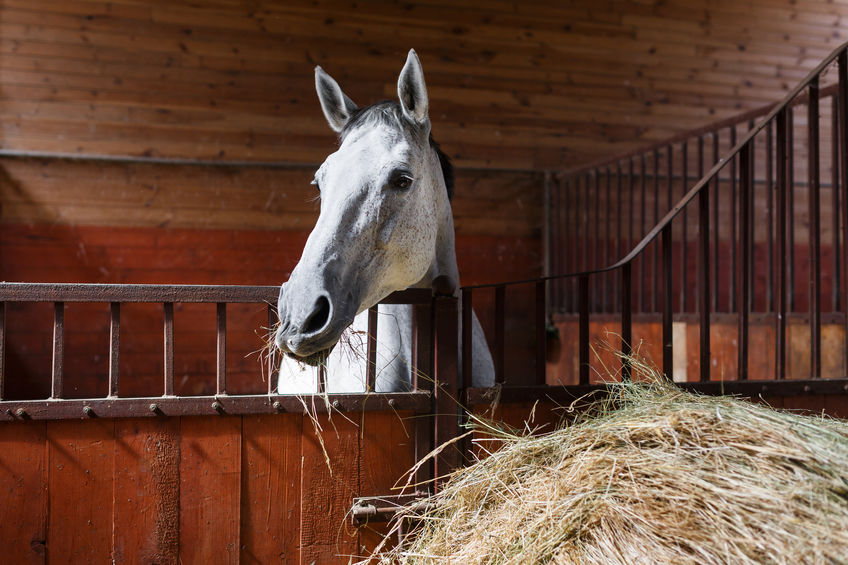 Horse eating hay