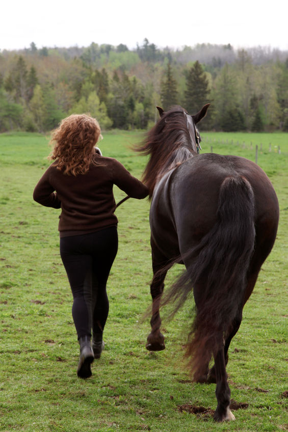 horse exercise