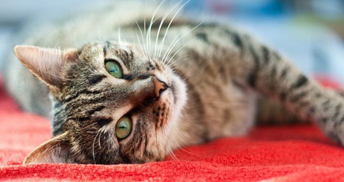 cute cat relaxes and dreams on a bed