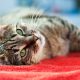 cute cat relaxing on a bed