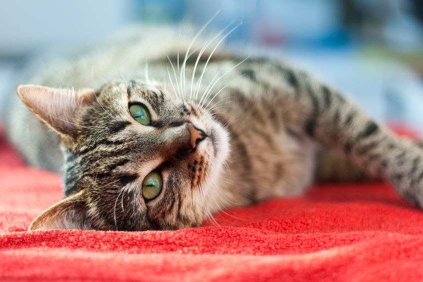cute cat relaxingon a bed cute cat relaxing on a bed