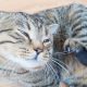 Cat scratching his chin