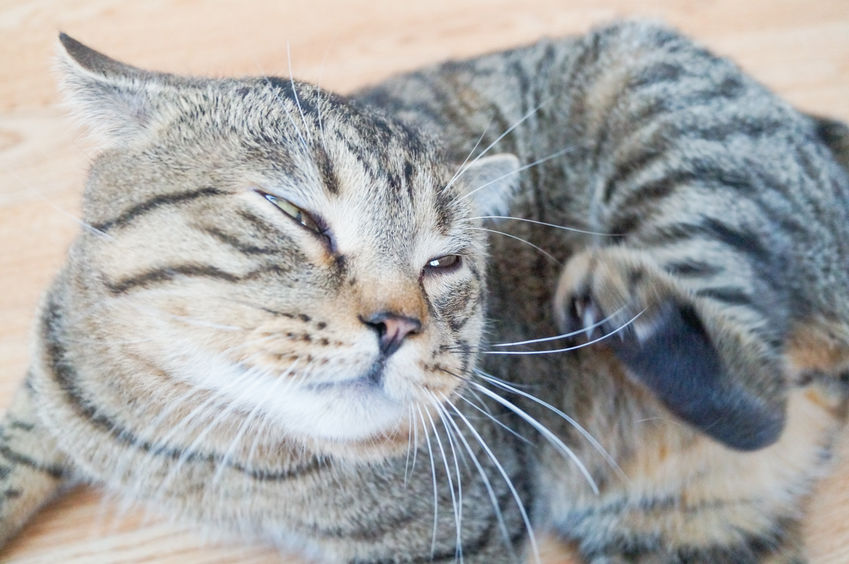 Cat scratching his chin Cat scratching his chin