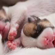 newborn puppies breed jack russel terrier sleeping