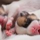 newborn puppies breed jack russel terrier sleeping
