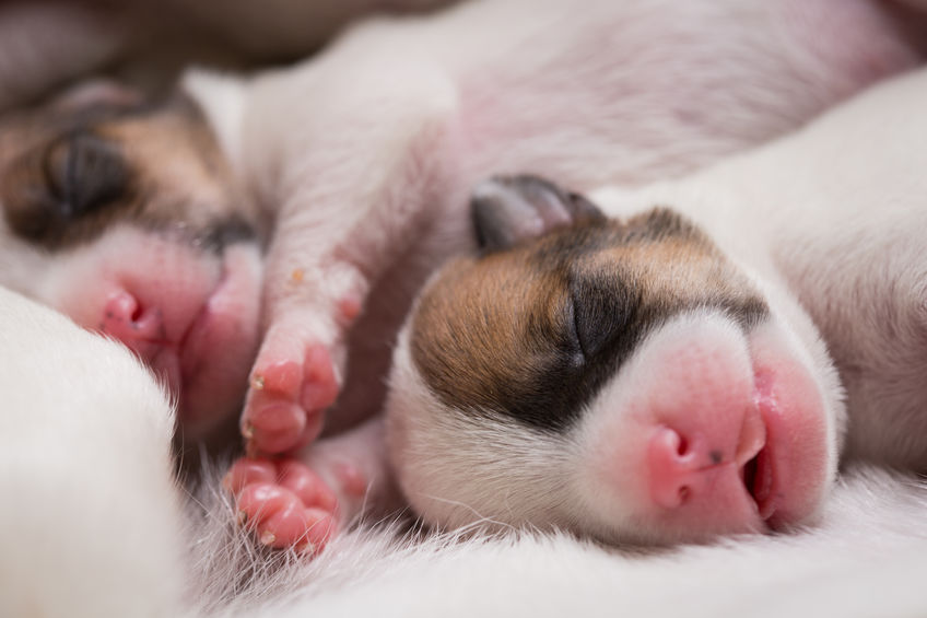 newborn puppies breed jack russel terrier sleeping newborn puppies breed jack russel terrier sleeping