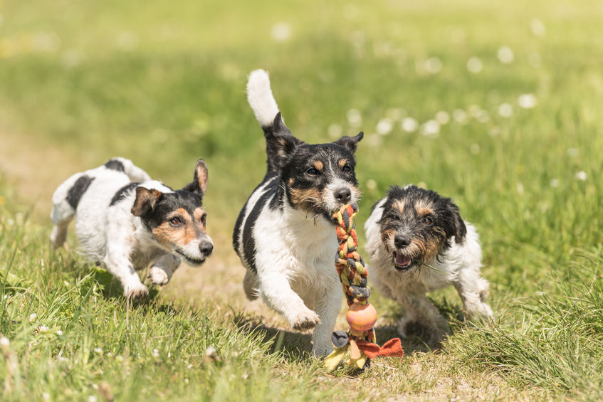 three dogs