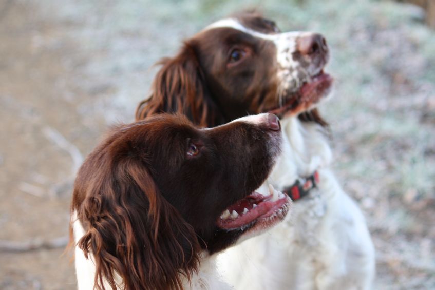 working type english springer spaniel friends together